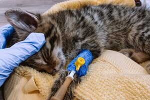 В Одесі рятують лісових кошенят, мама яких померла після російського обстрілу фото