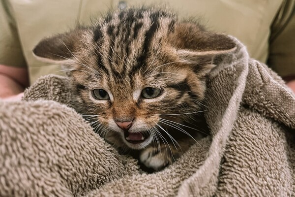 В Одесі рятують лісових кошенят, мама яких померла після російського обстрілу фото 2
