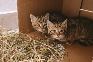 В Одесі рятують лісових кошенят, мама яких померла після російського обстрілу фото 3