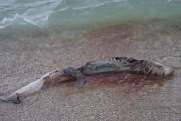 На пляжі на Одещині знову знайшли мертвих дельфінів фото