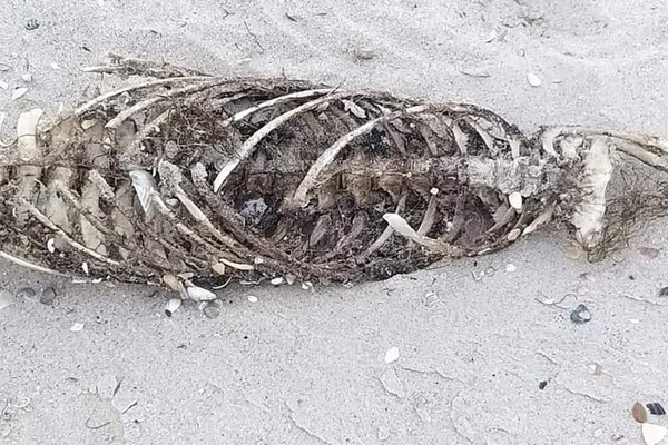 На пляже в Одесской области снова нашли мертвых дельфинов фото 1