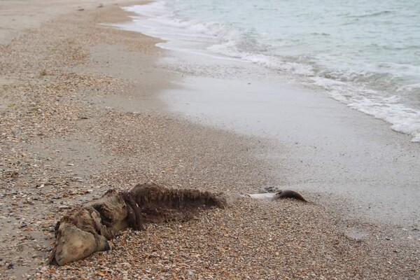 На пляже в Одесской области снова нашли мертвых дельфинов фото 2