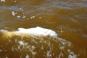 Озера в Одесской области могут исчезнуть  фото 2