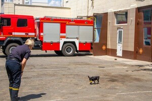 Привезли после вызова: у одесских спасателей появился талисман &ndash; пес Мажор фото