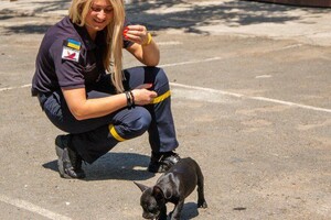 Привезли після визову: у одеських рятувальників з'явився талісман &ndash; пес Мажор фото 2