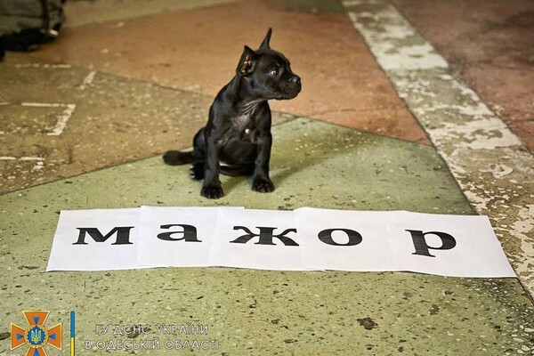 Привезли після визову: у одеських рятувальників з'явився талісман &ndash; пес Мажор фото 6