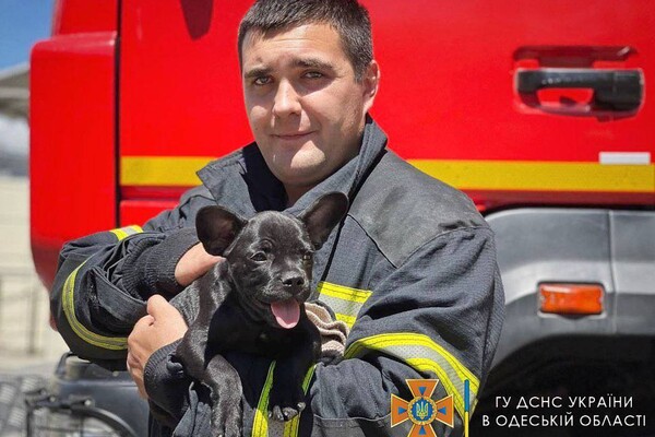 Привезли после вызова: у одесских спасателей появился талисман &ndash; пес Мажор фото 10