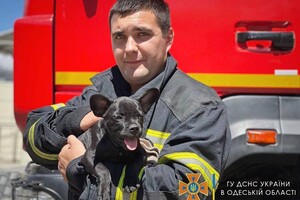 Привезли після визову: у одеських рятувальників з'явився талісман &ndash; пес Мажор фото 10