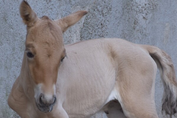 В Одесском зоопарке родились малыши у лошади Пржевальского и Венгерской коровы фото