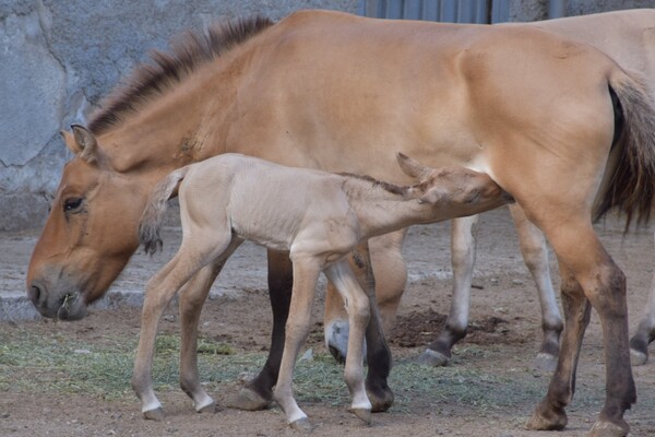 В Одесском зоопарке родились малыши у лошади Пржевальского и Венгерской коровы фото 1