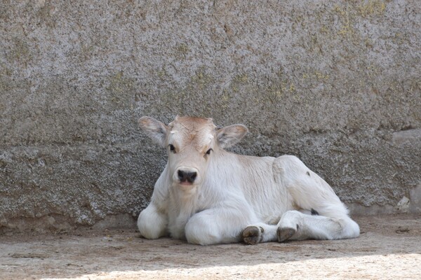В Одесском зоопарке родились малыши у лошади Пржевальского и Венгерской коровы фото 2