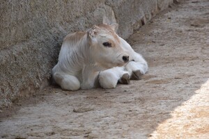 В Одеському зоопарку народилися малюки у коня Пржевальського та Угорської корови фото 3