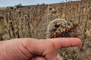 Рекорд: через посуху на Одещині вже збирають урожай соняшників фото
