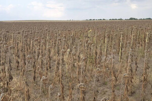 Рекорд: через посуху на Одещині вже збирають урожай соняшників фото 2