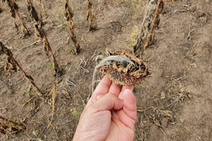 Рекорд: из-за засухи в Одесской области уже собирают урожай подсолнухов фото 3