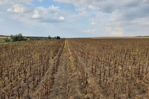 Рекорд: через посуху на Одещині вже збирають урожай соняшників фото 4