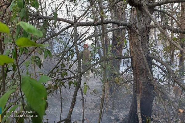 В Одесской области загорелись почти 30 гектар леса фото 2