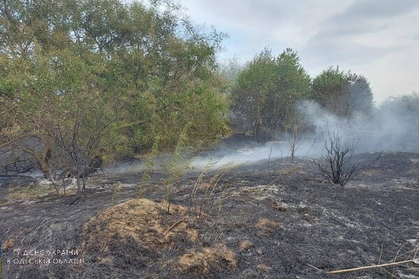 В Одесской области загорелись почти 30 гектар леса фото 4