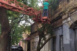 Наслідки негоди в Одесі: у місті впали 10 дерев і 18 гілок (оновлено) фото 1