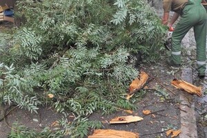 Наслідки негоди в Одесі: у місті впали 10 дерев і 18 гілок (оновлено) фото 6