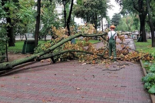 Наслідки негоди в Одесі: у місті впали 10 дерев і 18 гілок (оновлено) фото 8