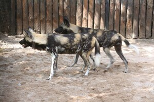 В Одесский зоопарк привезли гиеновидную собаку фото