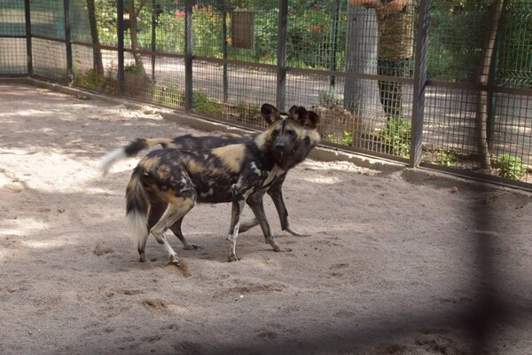 В Одесский зоопарк привезли гиеновидную собаку фото 2