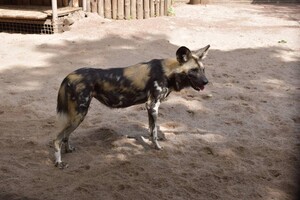 В Одесский зоопарк привезли гиеновидную собаку фото 3