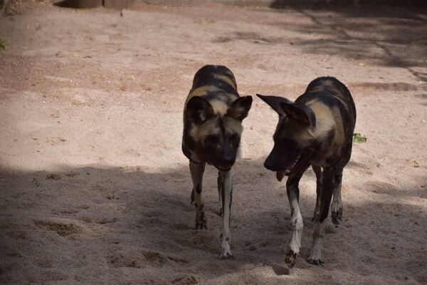 В Одесский зоопарк привезли гиеновидную собаку фото 4