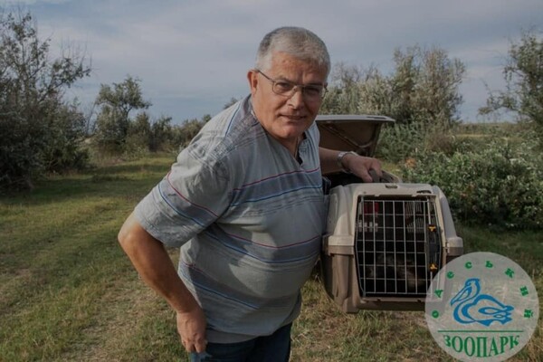 Енотовидную собаку, которая в августе застряла в заборе, выпустили на волю  фото
