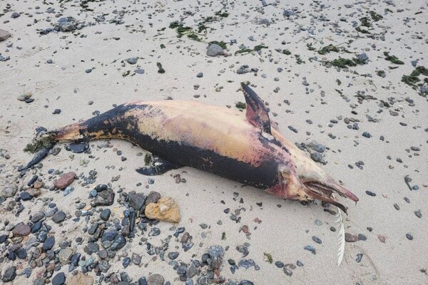 На берегах Одеської області знову знаходять мертвих дельфінів (фото) фото 1