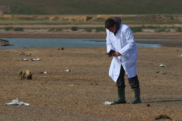 На двух лиманах Одесской области зафиксировали массовую гибель птиц фото 1