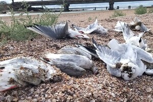 На двух лиманах Одесской области зафиксировали массовую гибель птиц фото 2