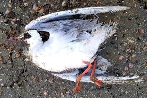 На двух лиманах Одесской области зафиксировали массовую гибель птиц фото 3