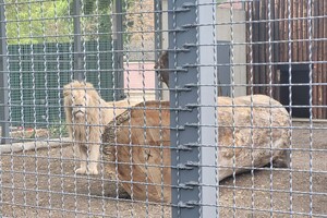 Одесский зоопарк отмечает столетие  фото 4