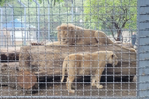 Одесский зоопарк отмечает столетие  фото 6