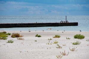 Як в Одесі пляжі поросли травою (фото) фото 2