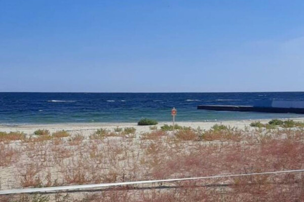 Як в Одесі пляжі поросли травою (фото) фото 3