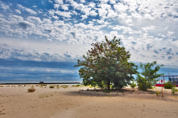 Як в Одесі пляжі поросли травою (фото) фото 8