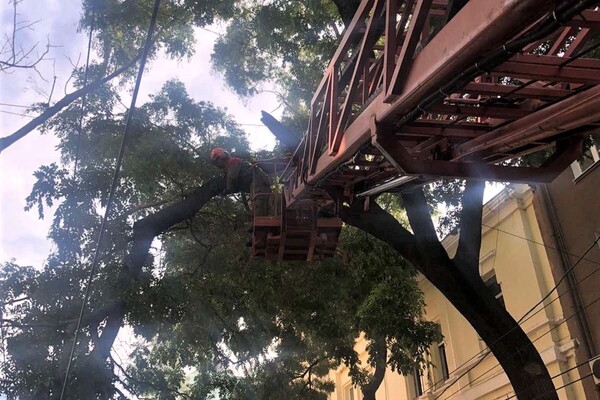 Штормовий вітер повалив в Одесі 12 гілок та дерев фото 1