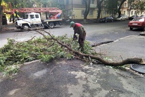 Штормовий вітер повалив в Одесі 12 гілок та дерев фото 2