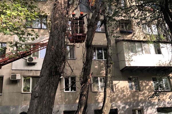 Штормовий вітер повалив в Одесі 12 гілок та дерев фото 3