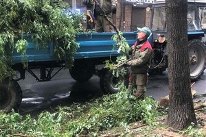 Штормовий вітер повалив в Одесі 12 гілок та дерев фото 4
