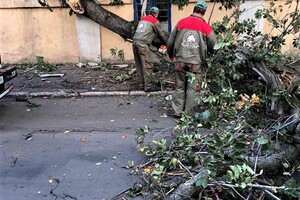 Штормовий вітер повалив в Одесі 12 гілок та дерев фото 5