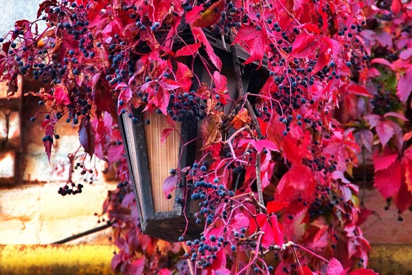 В Одесу нарешті прийшла осінь: дивись, як це гарно фото 14