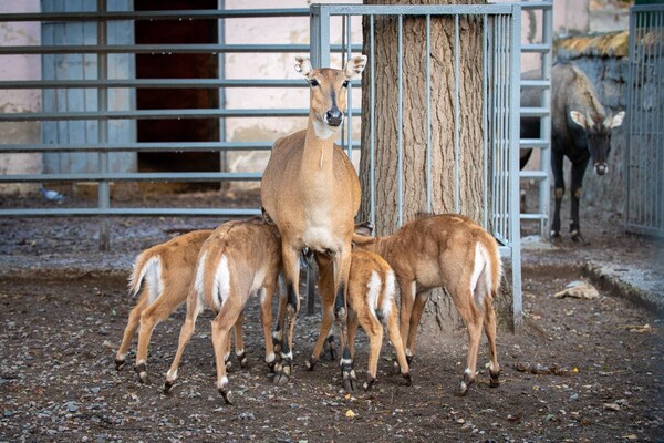 Дай ім'я малюку: в Одеському зоопарку оголосили конкурс на найкращі імена для новонароджених тварин фото 2