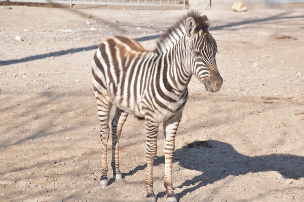 Дай ім'я малюку: в Одеському зоопарку оголосили конкурс на найкращі імена для новонароджених тварин фото 5