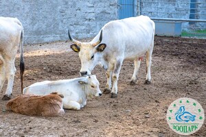 Дай ім'я малюку: в Одеському зоопарку оголосили конкурс на найкращі імена для новонароджених тварин фото 6