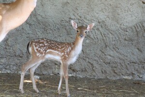 Дай ім'я малюку: в Одеському зоопарку оголосили конкурс на найкращі імена для новонароджених тварин фото 7