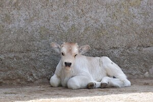 Дай ім'я малюку: в Одеському зоопарку оголосили конкурс на найкращі імена для новонароджених тварин фото 9